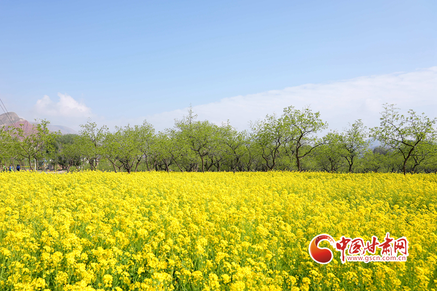 【隴拍客】臨夏永靖：油菜花開(kāi) 遍地金黃好風(fēng)光