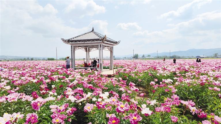 臨夏州鄉(xiāng)村振興示范村江牌村——芍藥花海引客來 農(nóng)旅融合促振興