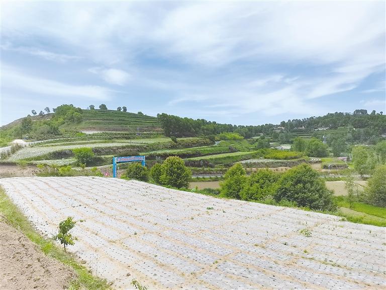 臨夏州鄉村振興示范村上王家村——充滿希望的田野