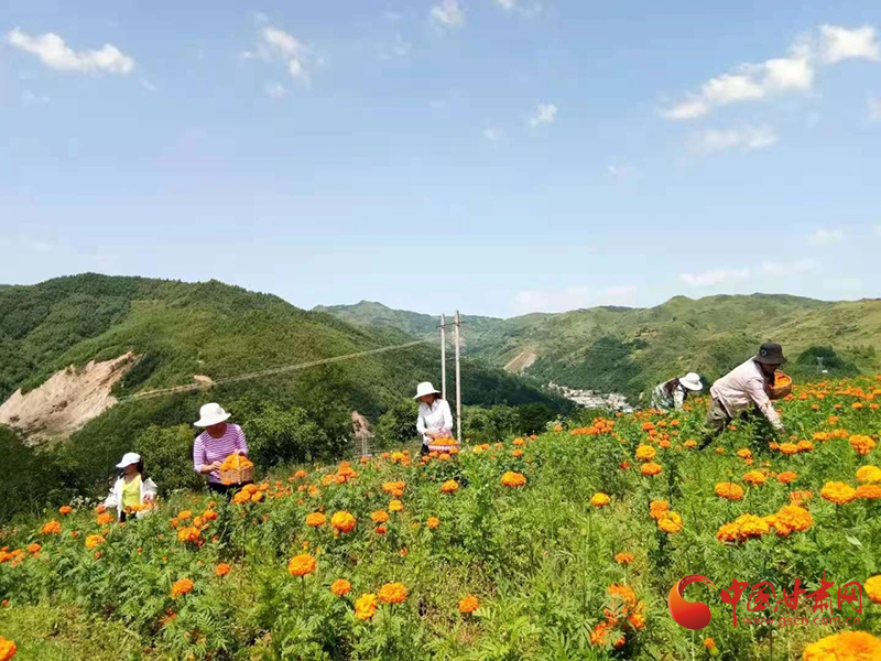 【小康圓夢(mèng)·看甘肅】西和：萬壽菊迎豐收 花農(nóng)采摘笑開顏