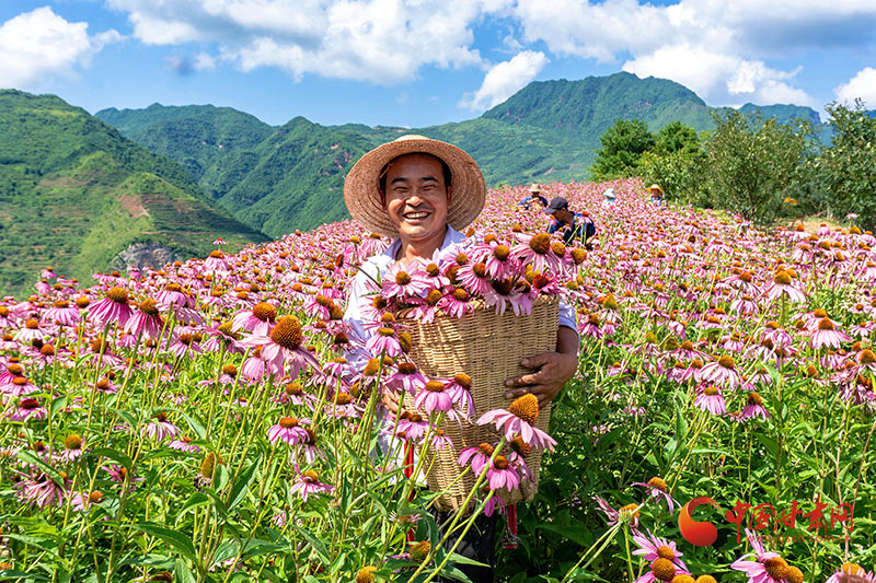 【小康圓夢·看甘肅】康縣平洛鎮：紫錐菊喜迎豐收 花農采摘笑開顏