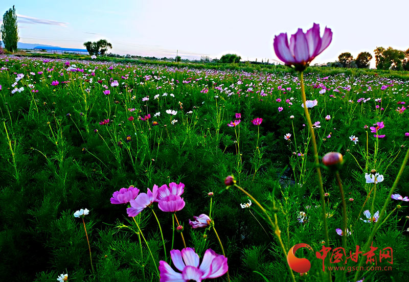 【小康圓夢·看甘肅】瓜州：花卉盛開景似海 特色小鎮(zhèn)產業(yè)興