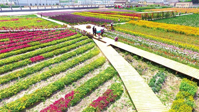 臨夏市折橋鎮河州花之約花卉博覽園花卉次第盛開