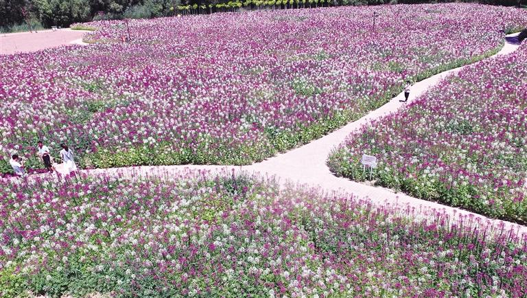 臨夏州永靖縣劉家峽鎮黃河岸邊各類花卉競相綻放