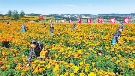 天水清水縣松樹鎮3000畝萬壽菊進入盛花期