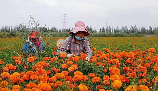 千里戈壁生態農業“點石成金”