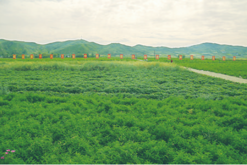 標準化讓“道地藥材”更地道——岷縣中藥材產業走上高質量發展之路