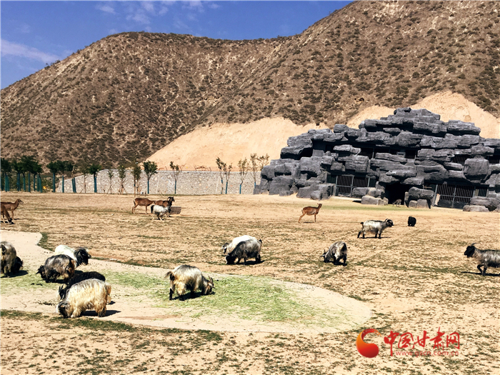 蘭州野生動物園迎來首批體驗游客 全程乘坐小火車近距離接觸小動物