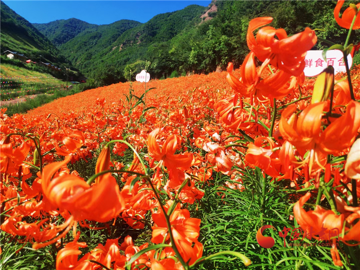 【以村為美】蘭州七里河：盤活鄉村紅色旅游資源 力助鄉村振興大放光彩