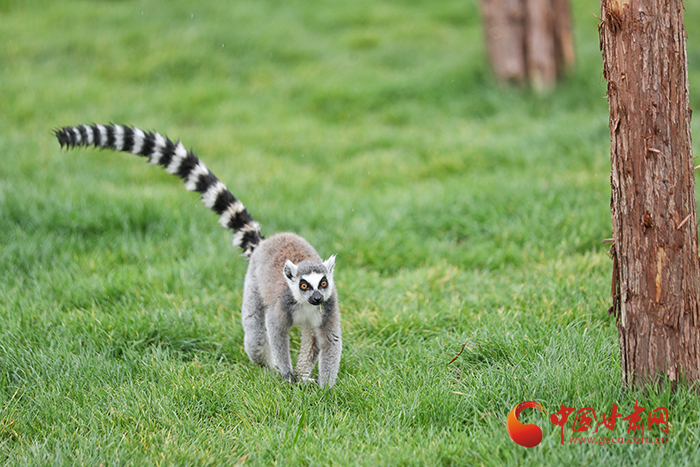 蘭州野生動物園今日開園 記者帶您搶先體驗