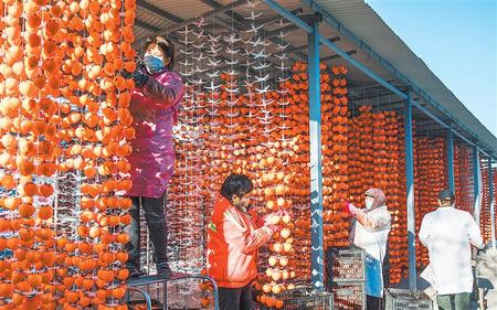 平涼市涇川縣柿柿紅種植農民專業合作社社員在晾曬柿餅