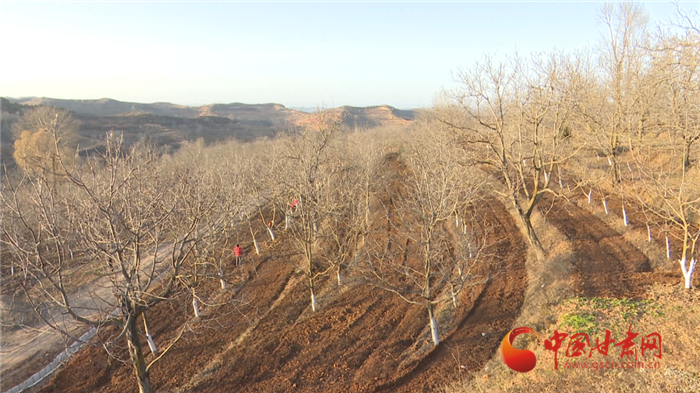 【小康圓夢·看甘肅】平涼華亭：立足全產業鏈打造規模化核桃產業