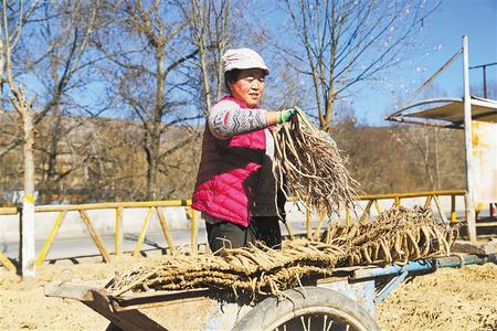 定西市漳縣四族鎮農民在晾曬黨參