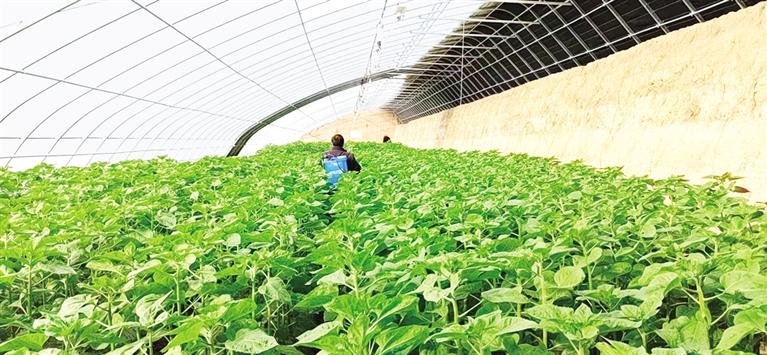 臨夏州尕楊家村：靜待向陽花開