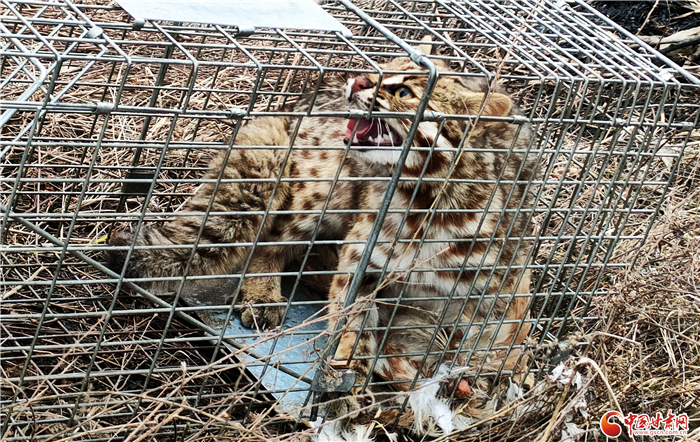 天水秦安公安救助一只國家二級保護動物“豹貓”