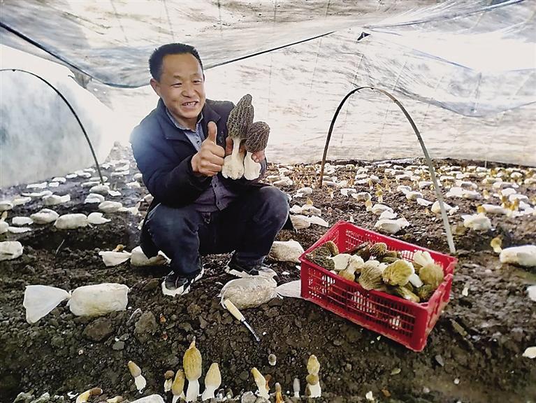 臨夏州臨夏縣尹集鎮易地搬遷后續產業園羊肚菌種植基地