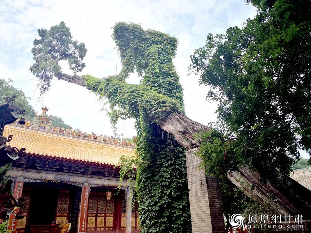 “山頭南郭寺，水號北流泉。老樹空庭得，清渠一邑傳。”杜甫詩中的“老樹”，指的就是這株春秋古柏，為南郭寺的“鎮寺之寶”。胡江 攝