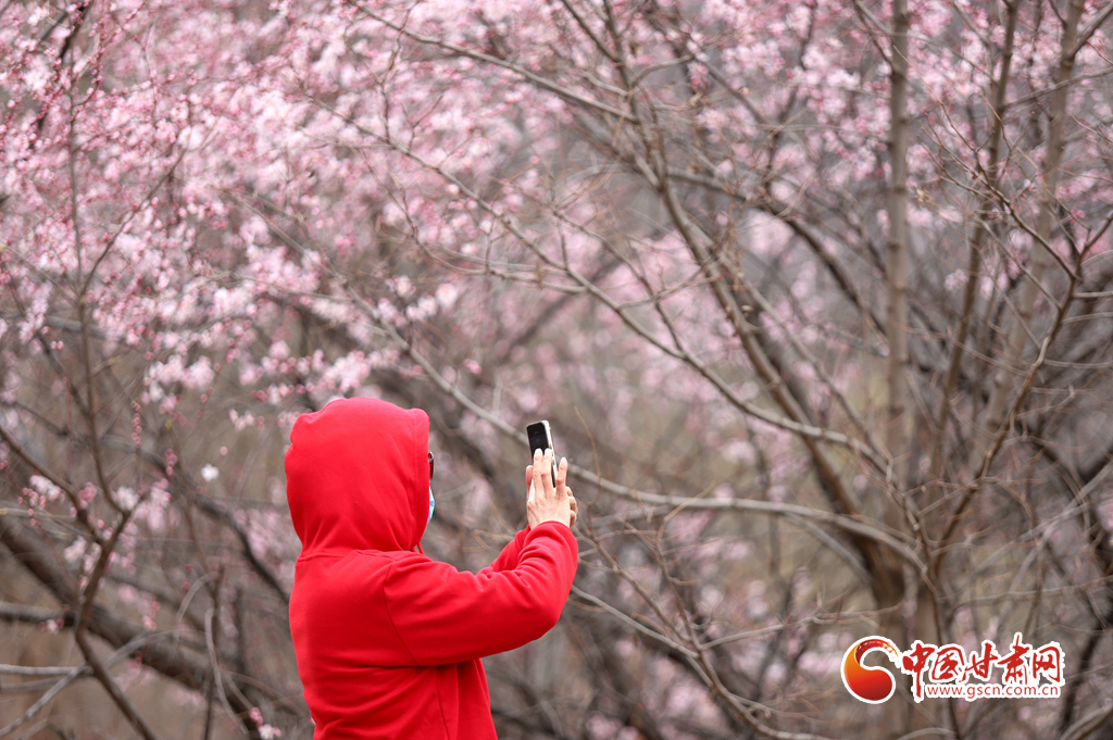 【百花綻放秀甘肅】平?jīng)觯横轻忌较绿一ㄆG景醉游人