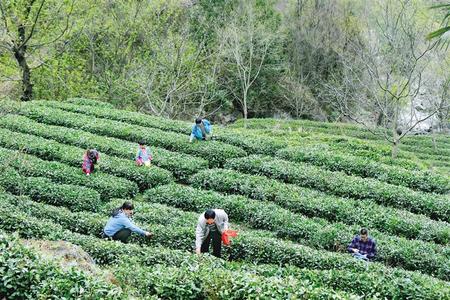 隴南康縣陽壩鎮花巖溝村茶農在采摘春茶