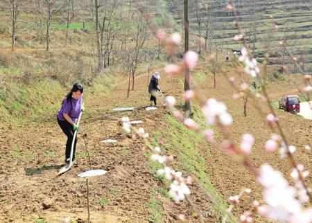 隴南成縣沙壩鎮楊壩村群眾在栽植花椒樹