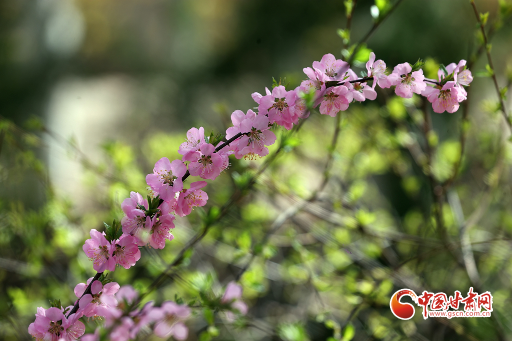 【百花綻放秀甘肅】玉蘭花開時 蘭山賞花海