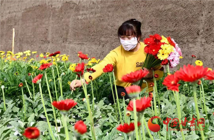 【隴拍客】蘭州榆中：鮮花上市扮靚美好生活