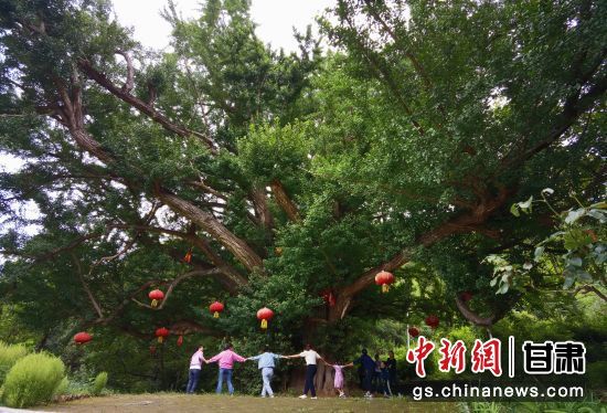 隴南徽縣境內最古老的銀杏樹。當地傳說，它已有千年樹齡。（資料圖）殷春永 攝