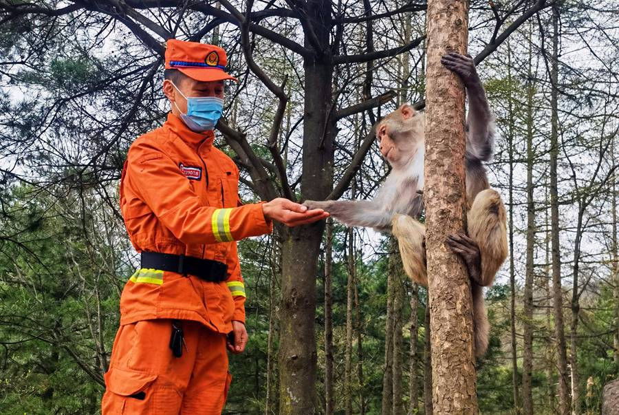 【甘快看】嗨！你好！甘肅隴南森林消防員巡護(hù)途中偶遇野生獼猴群