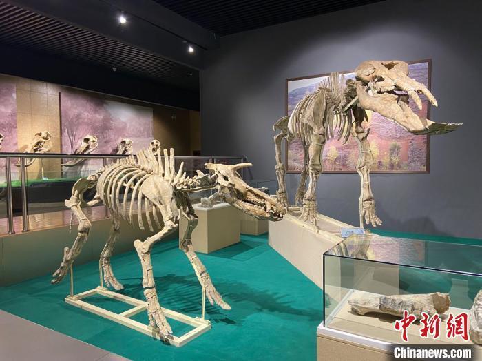 圖為5月底，和政縣古動物化石博物館內修復后的古生物化石。　高展 攝