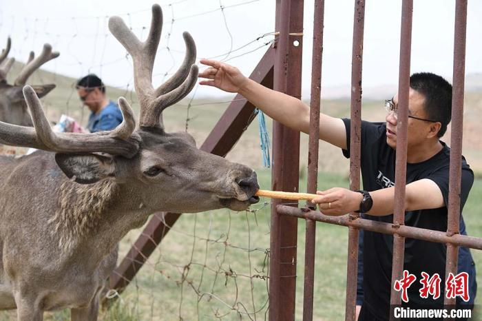 圖為游客在肅南縣馬鹿養(yǎng)殖場內體驗喂鹿。　楊艷敏 攝