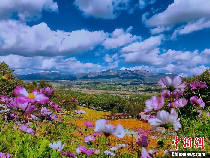 圖為盛夏時節的油嘴灣“花?！薄！∈茉L者供圖