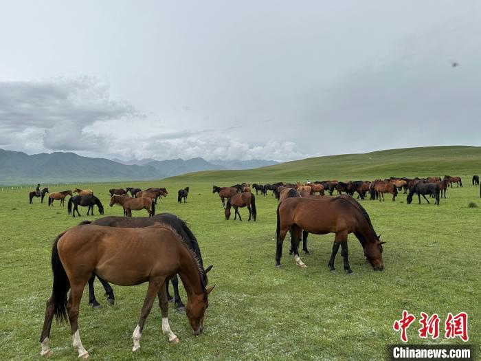 7月中旬，在山丹馬場草原上吃草的“山丹馬”。　戴文昌 攝