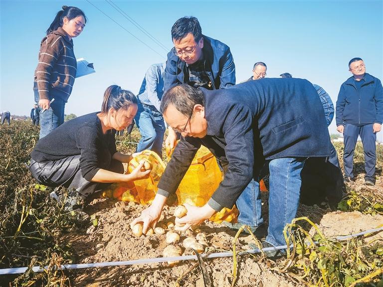 甘肅省農科院打造隴東旱塬復種馬鈴薯生產基地